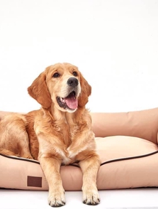 Vanilla models - Moli